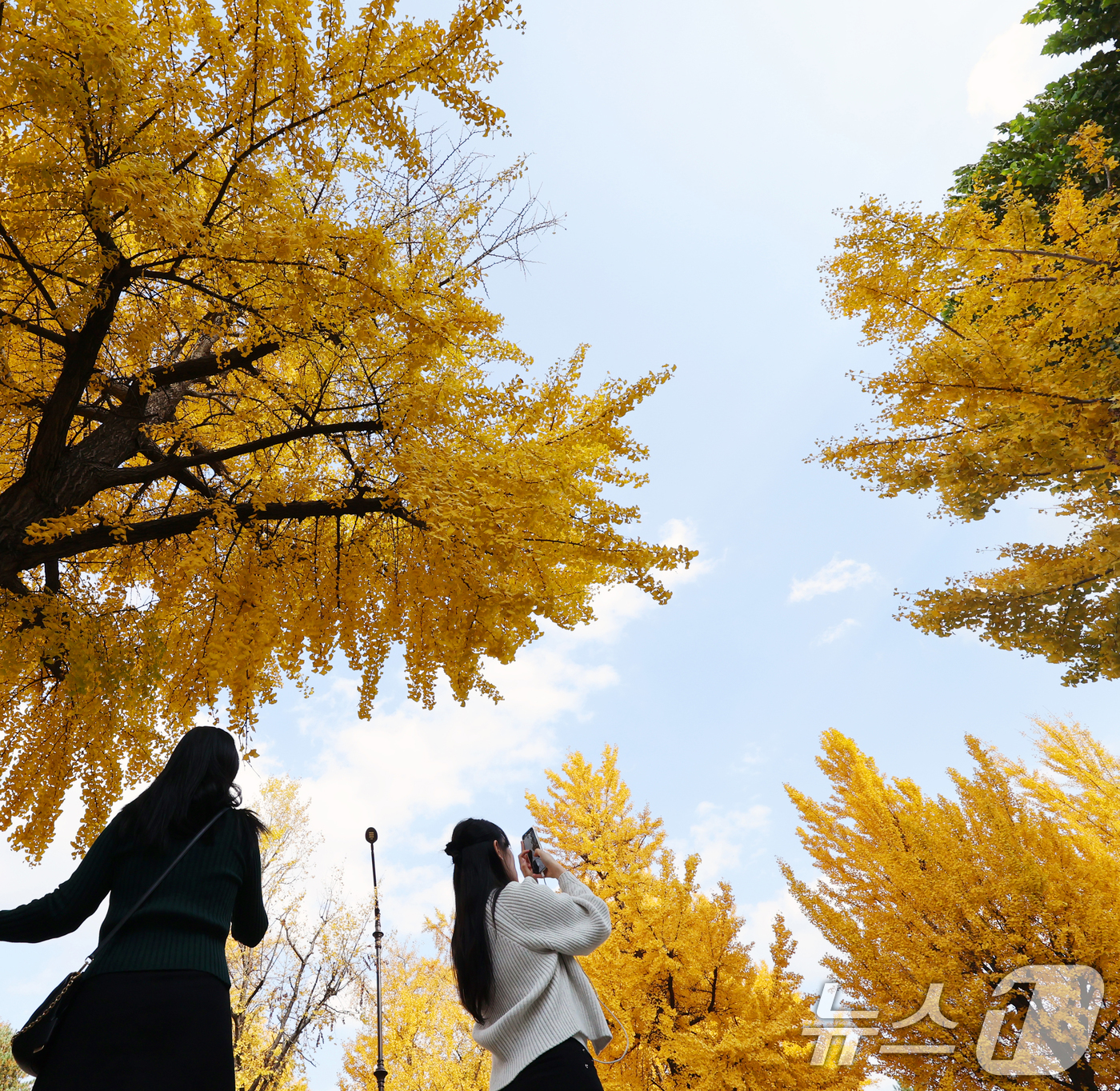 (서울=뉴스1) 황기선 기자 = 온화한 가을 날씨를 보인 9일 오후 서울 종로구 효자로에서 외국인 관광객과 시민들이 노랗게 물든 은행나무와 함께 즐거운 시간을 보내고 있다.  20 …
