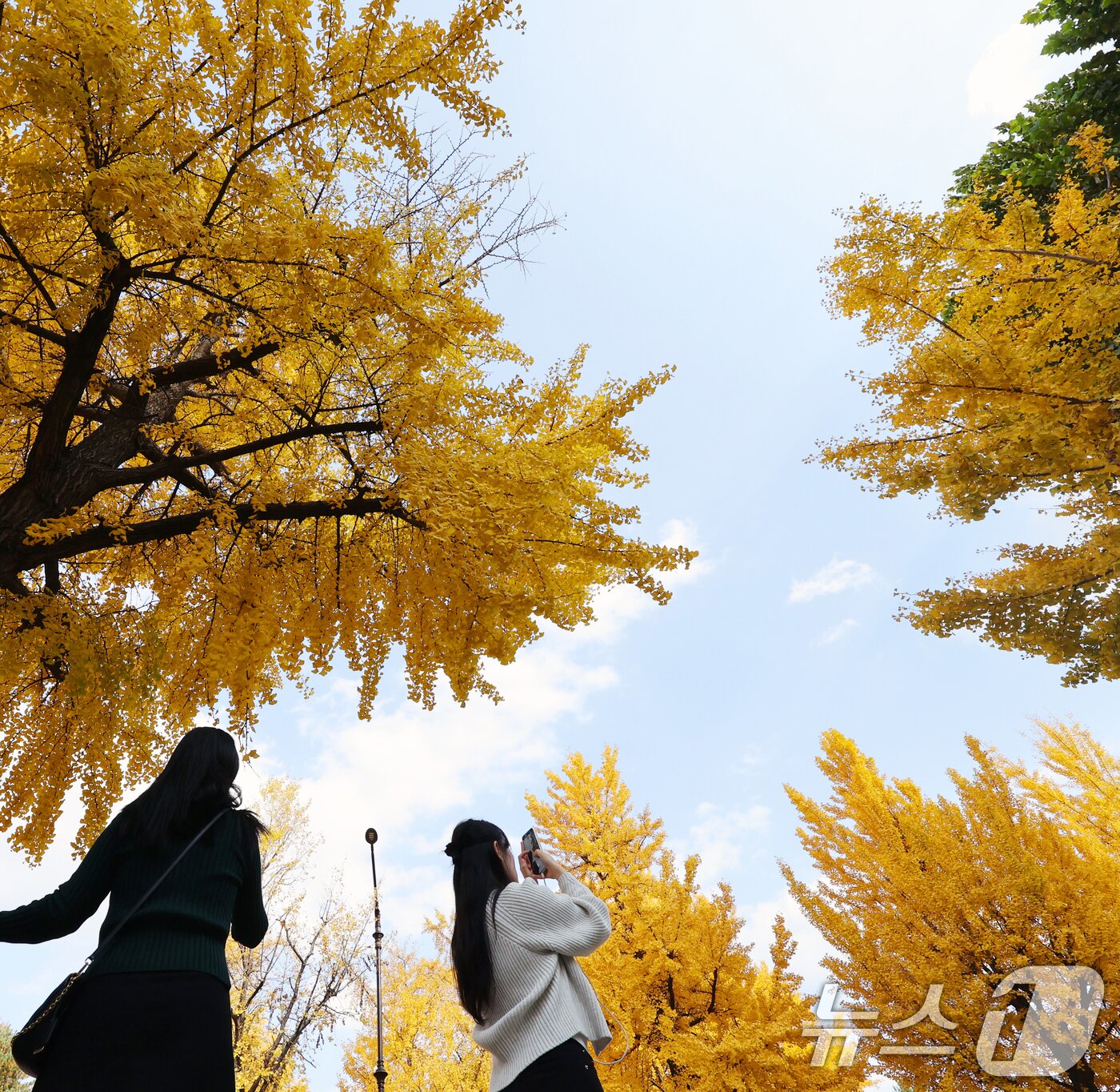 본문 이미지 - 온화한 가을 날씨를 보인 9일 오후 서울 종로구 효자로에서 외국인 관광객과 시민들이 노랗게 물든 은행나무와 함께 즐거운 시간을 보내고 있다. 2025.11.9/뉴스1 ⓒ News1 황기선 기자