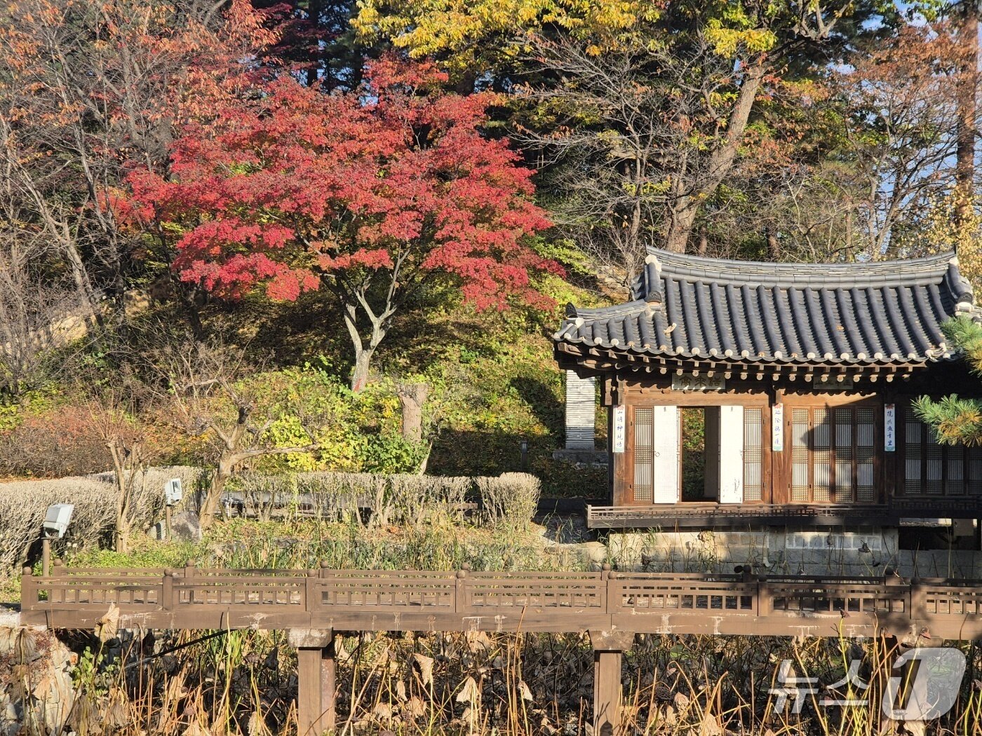 본문 이미지 - 일요일인 9일 강원 강릉시 선교장에 든 단풍. 2025.11.9/뉴스1 윤왕근 기자
