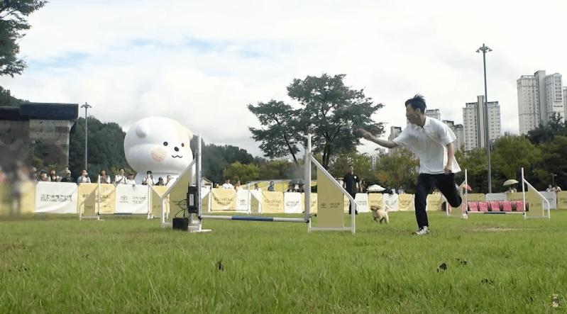 본문 이미지 - 한솔과 토리의 반려견 민첩성 대회 참가영상 일부