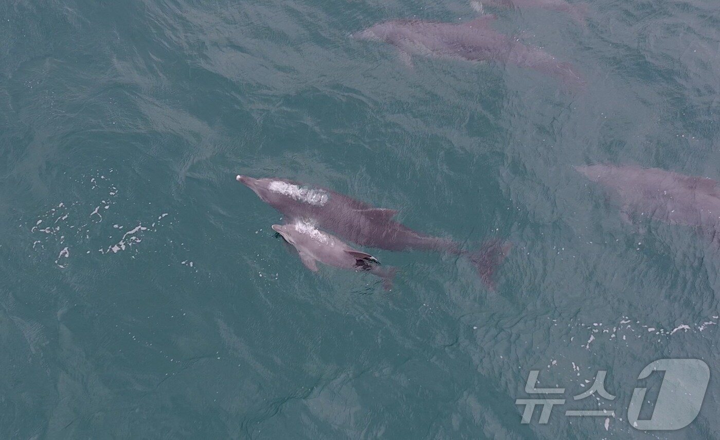 본문 이미지 - 지난 11월 제주시 구좌읍 종달리 앞바다에서 남방큰돌고래 '춘삼이'가 새끼 돌고래와 함께 유영하는 모습이 목격됐다. 이 돌고래는 지난 2013년 수족관에서 자연으로 방류됐다.(다큐제주, 제주대학교 고래·해양생물보전연구센터 제공. 재판매 및 DB 금지) ⓒ News1 홍수영 기자