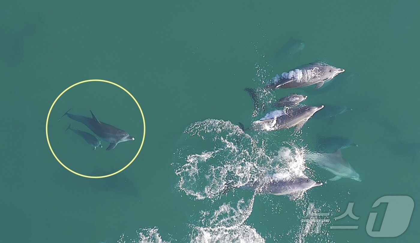 본문 이미지 - 지난 11월 제주시 구좌읍 종달리 앞바다에서 남방큰돌고래 '춘삼이'가 새끼 돌고래와 함께 유영하는 모습이 목격됐다. 이 돌고래는 지난 2013년 수족관에서 자연으로 방류됐다.(다큐제주, 제주대학교 고래·해양생물보전연구센터 제공. 재판매 및 DB 금지) ⓒ News1 홍수영 기자