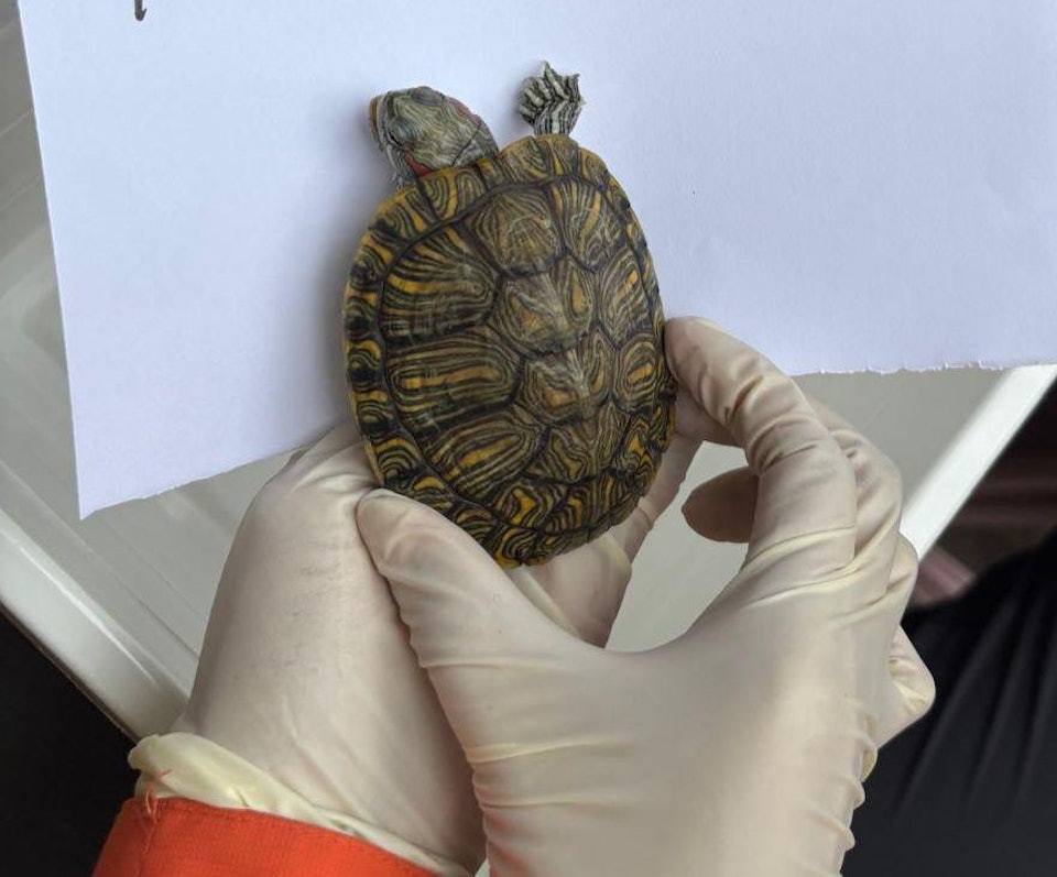 본문 이미지 - 홍콩 왕 푹 코트 아파트 화재에서 구조된 거북(hk01.com 갈무리) 