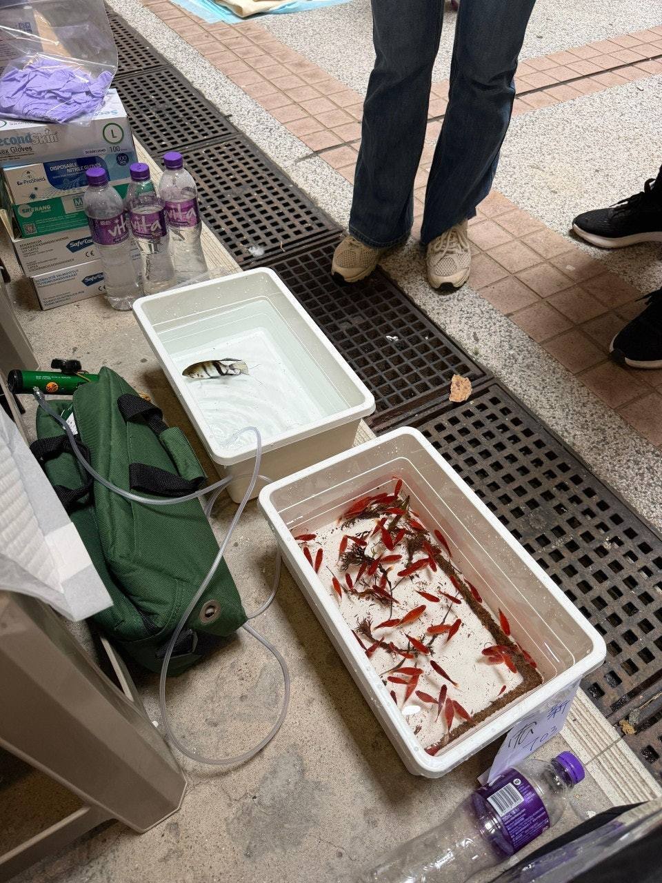 본문 이미지 -  홍콩 왕 푹 코트 아파트 화재에서 구조된 금붕어와 열대어(hk01.com 갈무리)