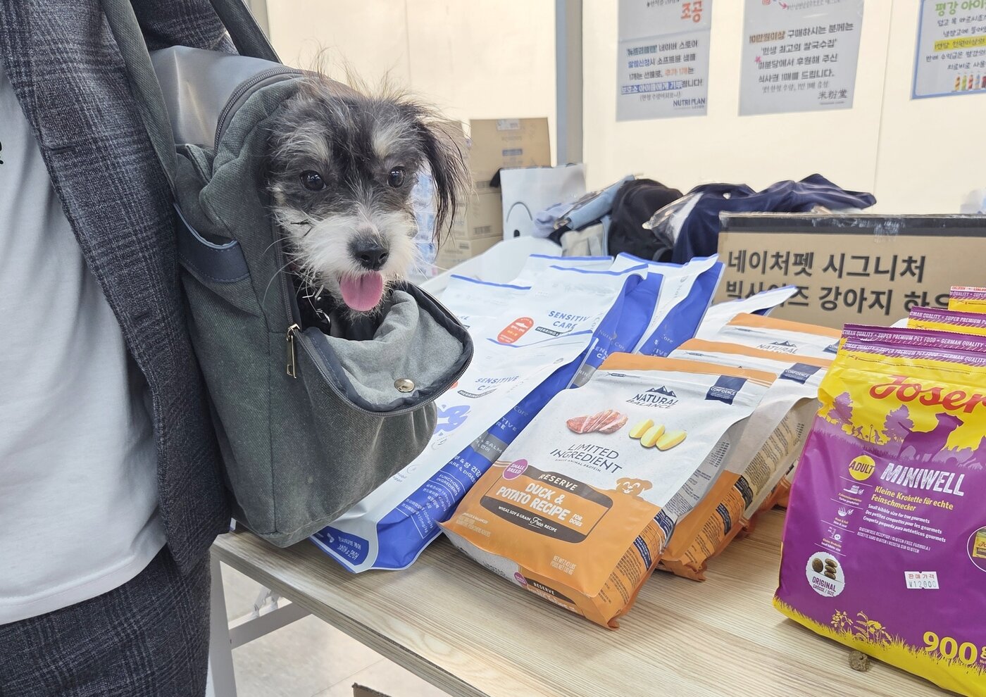 본문 이미지 - 바자회에 방문한 강아지 ⓒ 뉴스1 한송아 기자