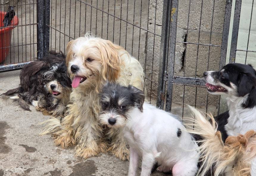 본문 이미지 - 서울시 노원구 애니멀 호딩 현장. 구조를 기다리던 강아지들 ⓒ 뉴스1 한송아 기자