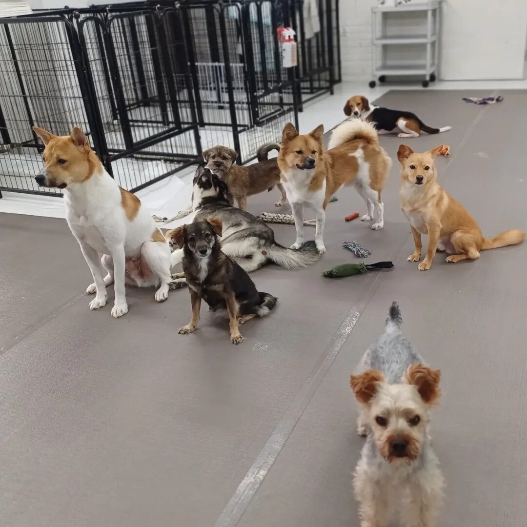 본문 이미지 - 발라당 입양센터에서 보호 중인 구조견들(동행 제공) ⓒ 뉴스1