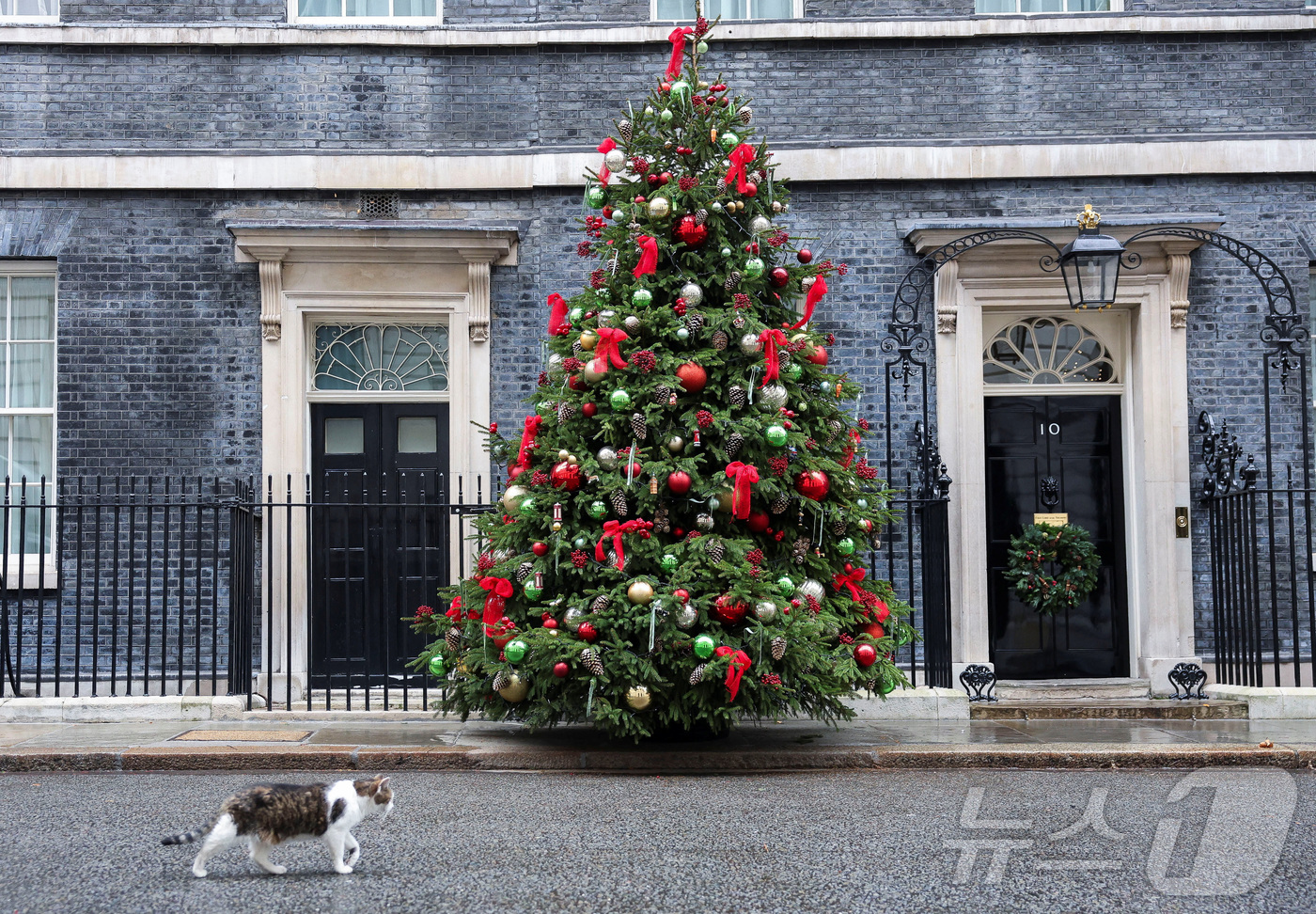(런던 로이터=뉴스1) 권영미 기자 = 2025년 11월 29일, 영국 런던 총리 관저 다우닝가 10번지 앞에서 장식된 크리스마스 트리 옆을 고양이 ‘래리’가 지나가고 있다. 래리 …