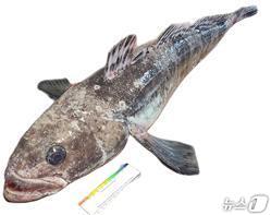 본문 이미지 - 메로라고도 불리는 남극이빨고기 (수과원 제공. 재판매 및 DB금지)