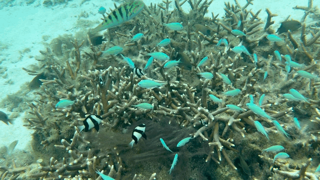 본문 이미지 - 이파오 비치에서 볼 수 있는 푸른 물고기 ⓒ News1 이민주 기자