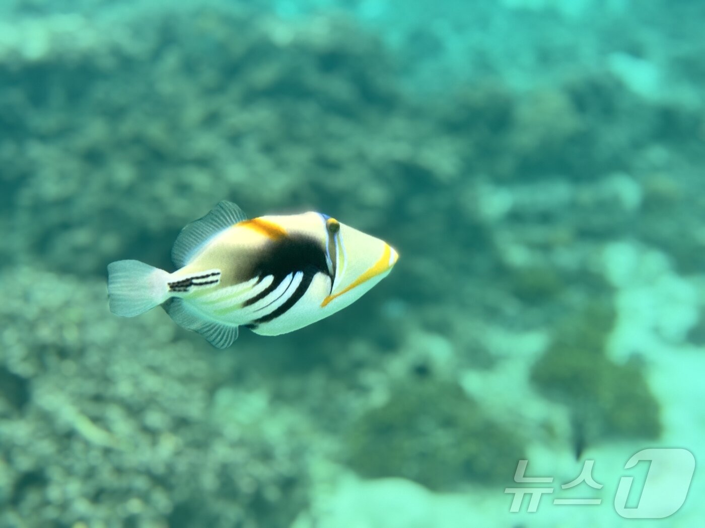 본문 이미지 - 트리거 피쉬 ⓒ News1 이민주 기자