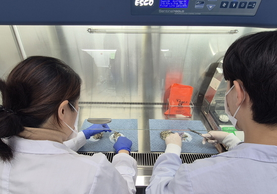 광주시, 생식용 굴 노로바이러스·대장균 안전성 검사