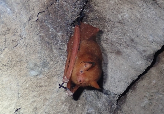 울진 왕피천에 멸종위기 '붉은·토끼박쥐' 서식 첫 확인