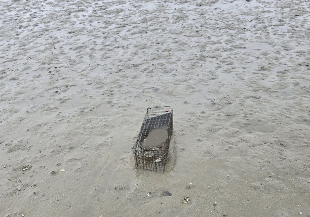 길고양이 4마리 철창 채 갯벌에 넣어 죽인 30대…황당한 해명