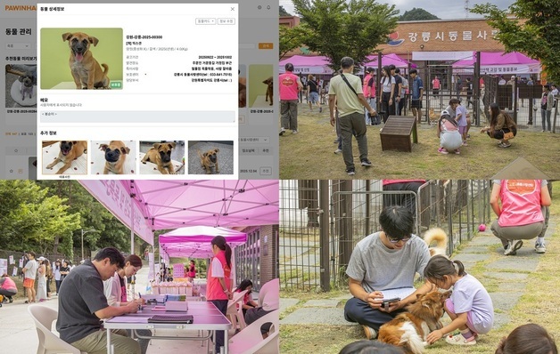 유기동물 정보 앱 포인핸드, 강릉시 입양률 3년 연속 상승 견인