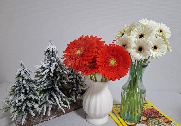 경남농기원 자체 육성 '미니 거베라' 신품종 품종보호권 획득