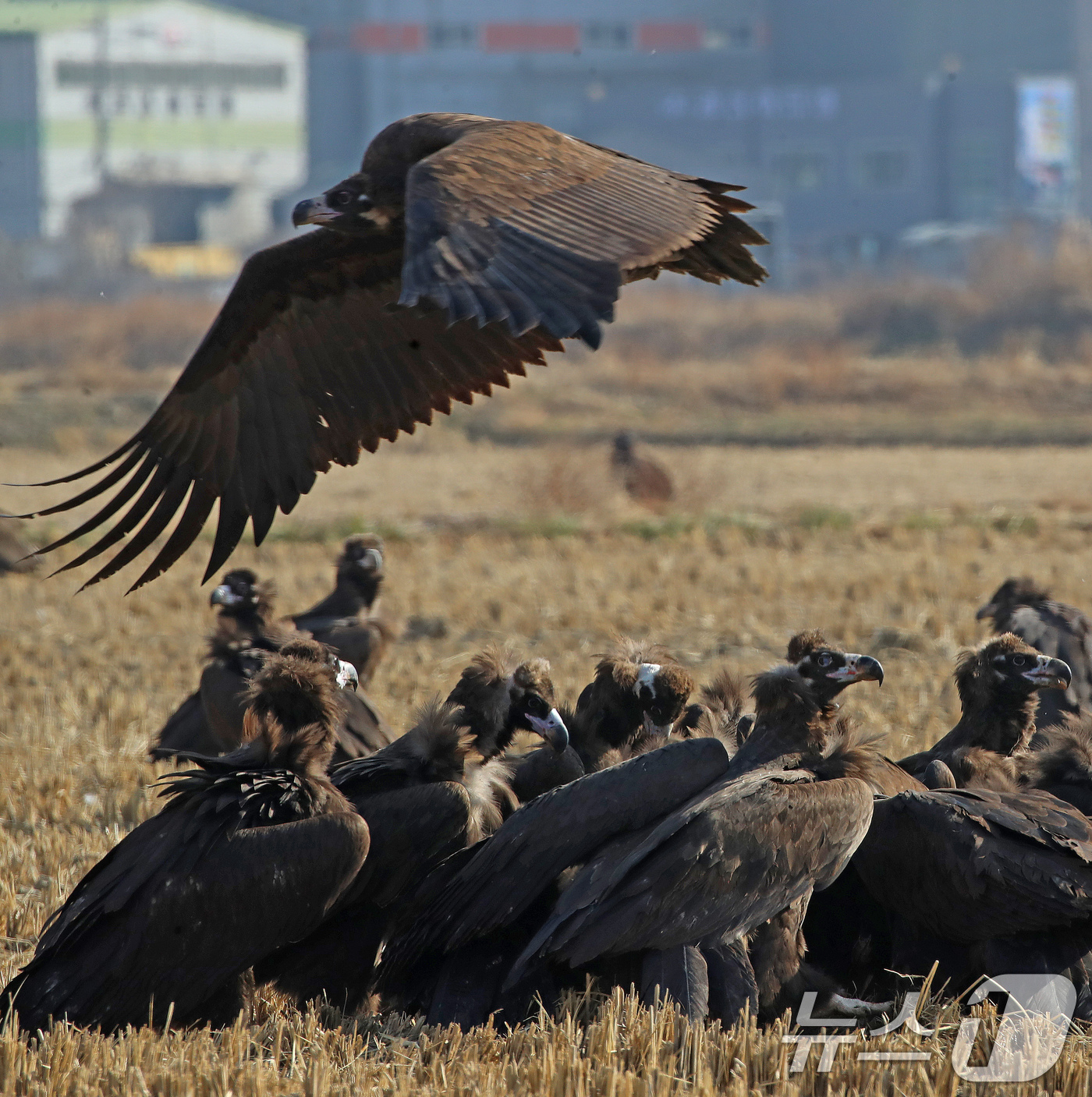 (부산=뉴스1) 윤일지 기자 = 겨울을 나기 위해 몽골에서 경남 김해로 날아온 천연기념물 제243-1호 독수리들이 10일 한림면 화포천습지생태공원 인근 들판에서 먹이활동을 한 후 …