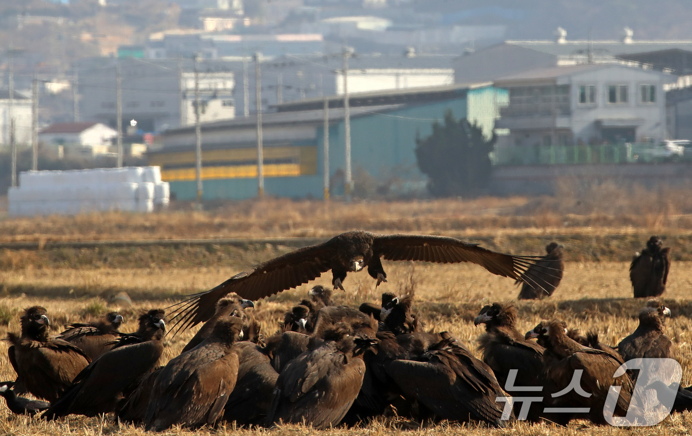 (부산=뉴스1) 윤일지 기자 = 겨울을 나기 위해 몽골에서 경남 김해로 날아온 천연기념물 제243-1호 독수리들이 10일 한림면 화포천습지생태공원 인근 들판에서 먹이활동을 한 후 …