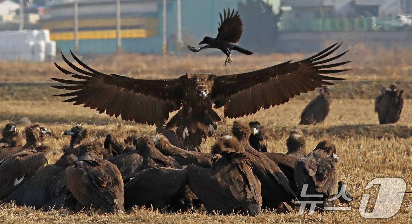 (부산=뉴스1) 윤일지 기자 = 겨울을 나기 위해 몽골에서 경남 김해로 날아온 천연기념물 제243-1호 독수리들이 10일 한림면 화포천습지생태공원 인근 들판에서 먹이활동을 한 후 …
