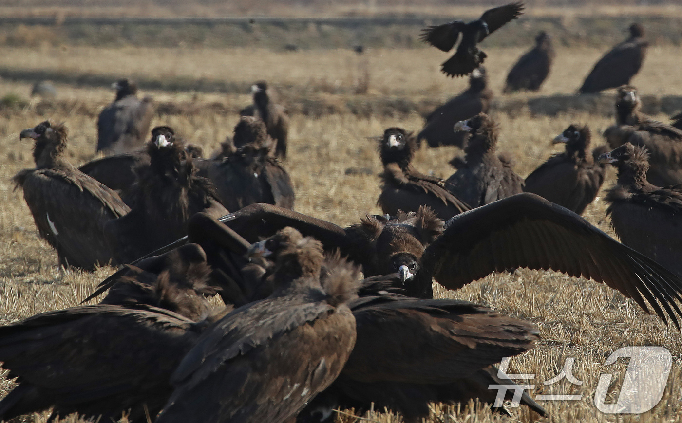 (부산=뉴스1) 윤일지 기자 = 겨울을 나기 위해 몽골에서 경남 김해로 날아온 천연기념물 제243-1호 독수리들이 10일 한림면 화포천습지생태공원 인근 들판에서 먹이활동을 한 후 …