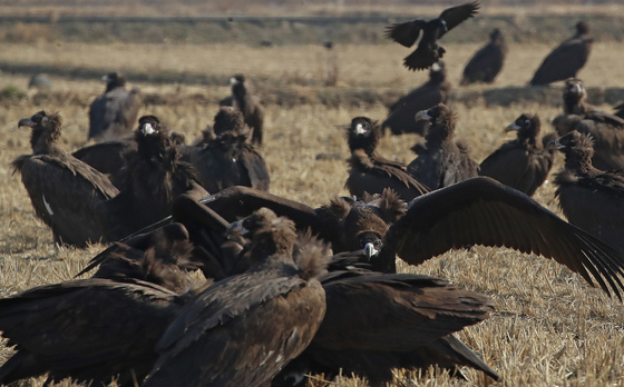 천연기념물 독수리, 경남 김해서 겨울나기