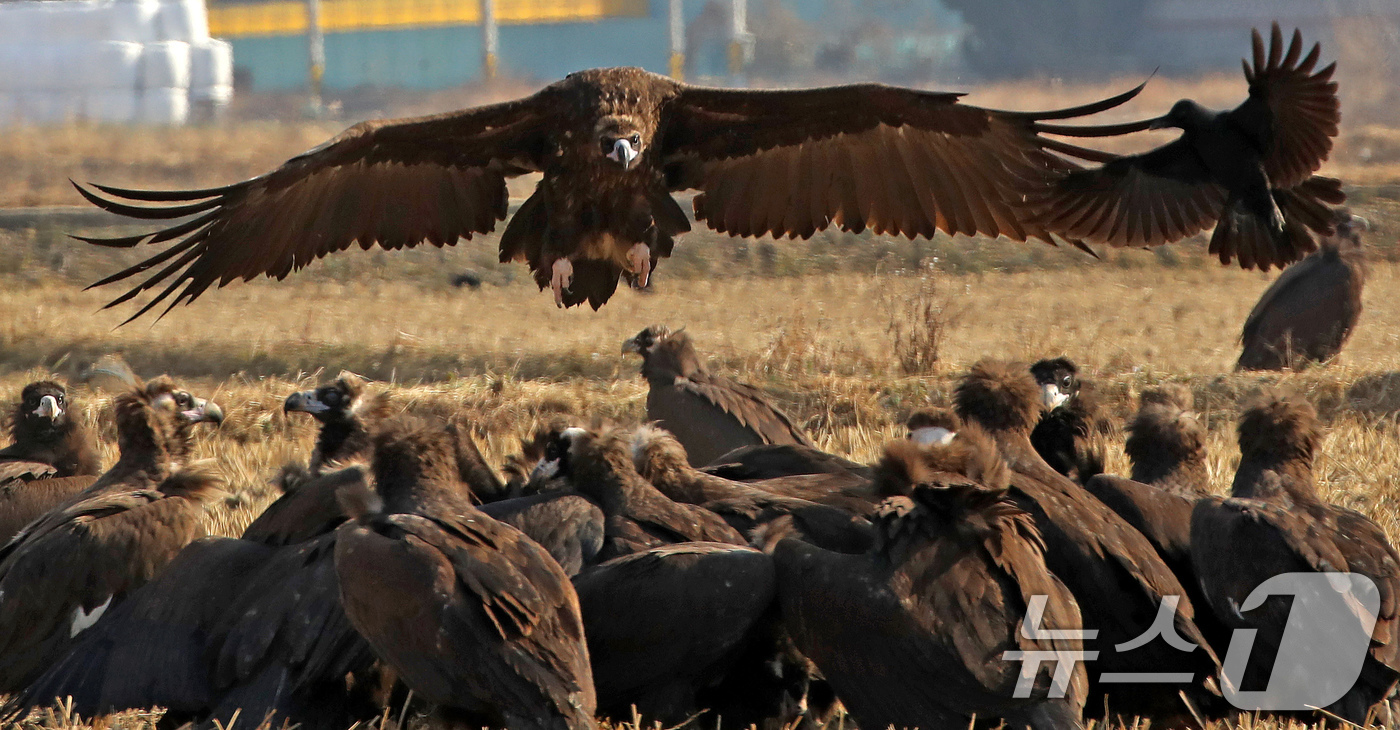 (부산=뉴스1) 윤일지 기자 = 겨울을 나기 위해 몽골에서 경남 김해로 날아온 천연기념물 제243-1호 독수리들이 10일 한림면 화포천습지생태공원 인근 들판에서 먹이활동을 한 후 …