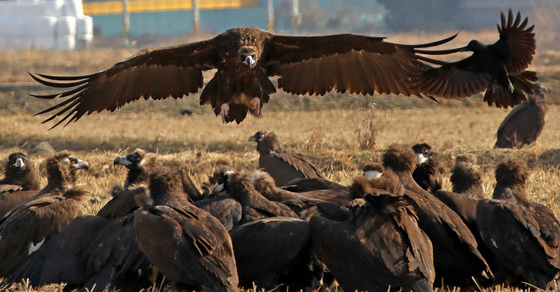 경남 김해 찾은 독수리