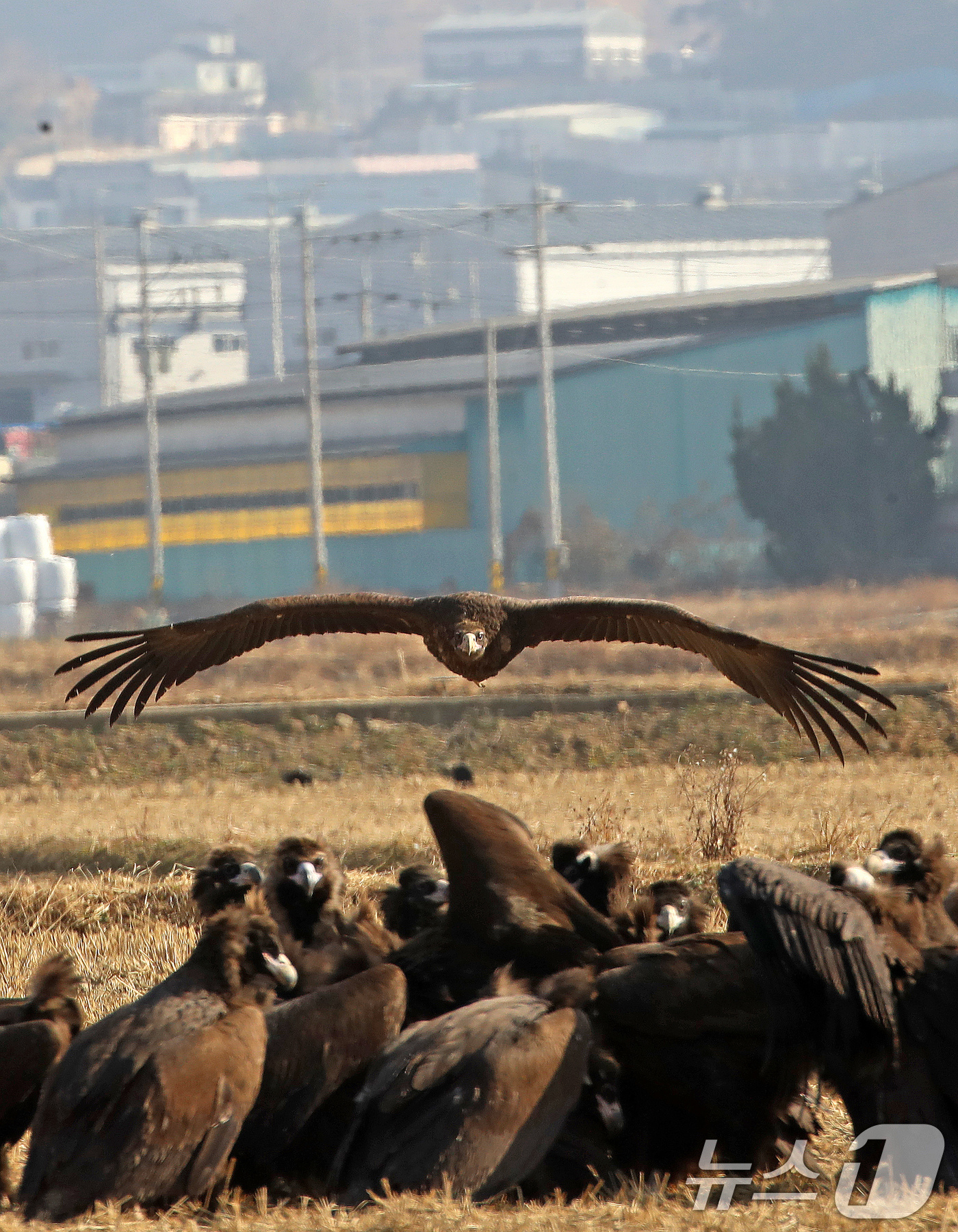 (부산=뉴스1) 윤일지 기자 = 겨울을 나기 위해 몽골에서 경남 김해로 날아온 천연기념물 제243-1호 독수리들이 10일 한림면 화포천습지생태공원 인근 들판에서 먹이활동을 한 후 …