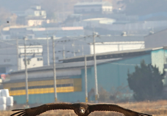 따뜻한 경남 김해 찾은 독수리