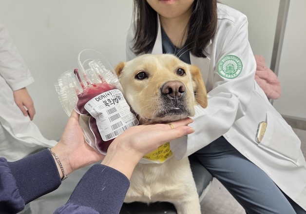 "숭고함보다 실속"…최다 헌혈견 보호자가 헌혈을 계속한 진짜 이유