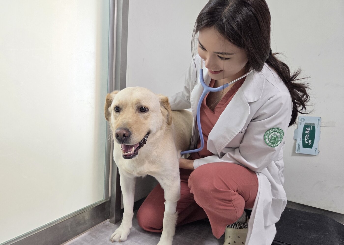 본문 이미지 - KU 아임도그너 헌혈센터 최다 헌혈견 복희가 헌혈에 앞서 건강검진을 받고 있다. ⓒ 뉴스1 한송아 기자