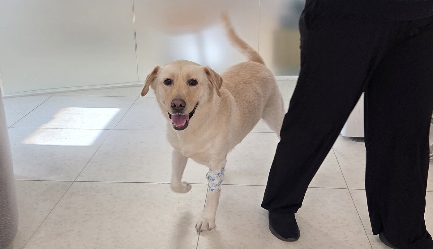 본문 이미지 - 최다 헌혈견 복희가 헌혈 전 건강검진을 받고 센터에서 뛰놀고 있다. ⓒ 뉴스1 한송아 기자