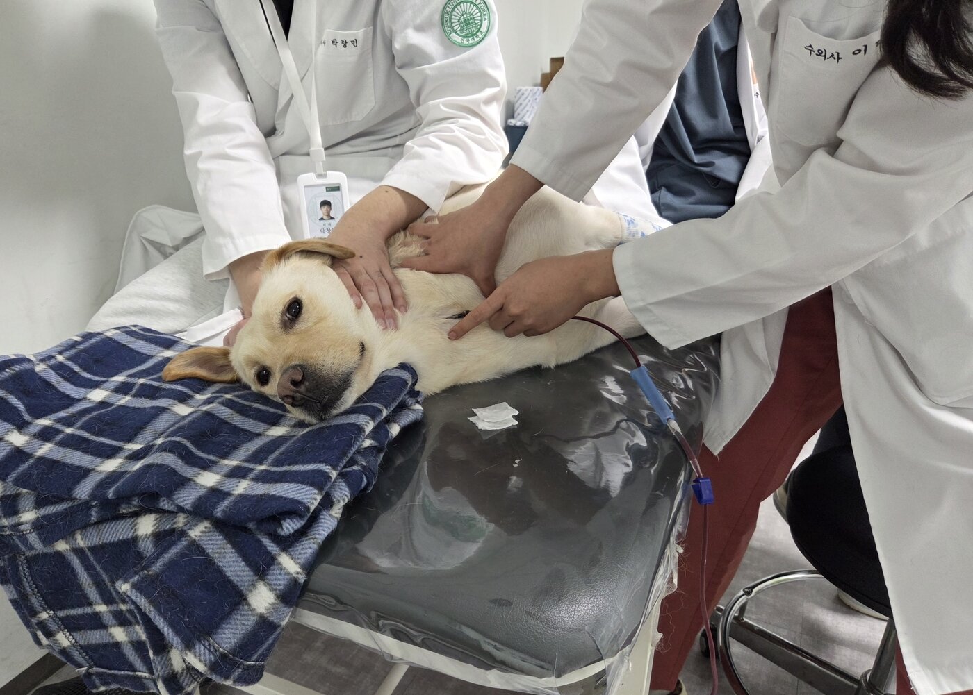 본문 이미지 - 차분히 헌혈하고 있는 복희 ⓒ 뉴스1 한송아 기자