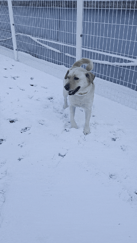 본문 이미지 - 복희가 헌혈 후 KU 아임도그너 헌혈센터에 마련된 반려견 쉼터에서 뛰놀고 있다. ⓒ 뉴스1 한송아 기자