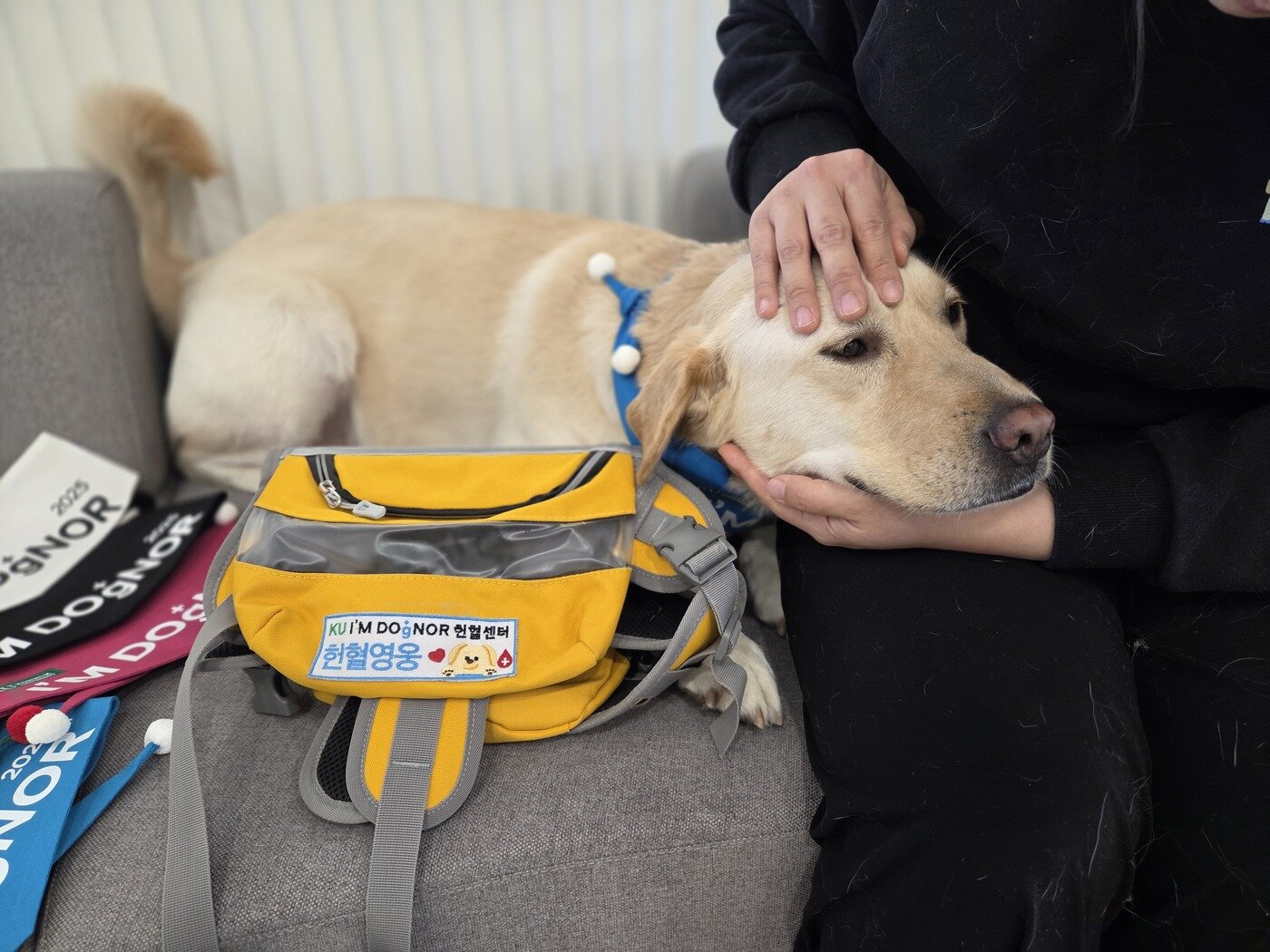 본문 이미지 - 10회차 헌혈 때 받은 헌혈견 홍보 하네스. 건국대학교 KU 아임도그너 헌혈센터에서는 헌혈 때마다 다양한 선물을 제공하고 있다. ⓒ 뉴스1 한송아 기자