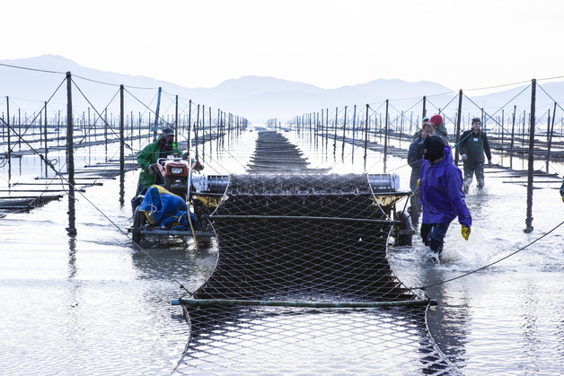 '400년 전통 부활'…고창 전통 지주식 김 첫 수확