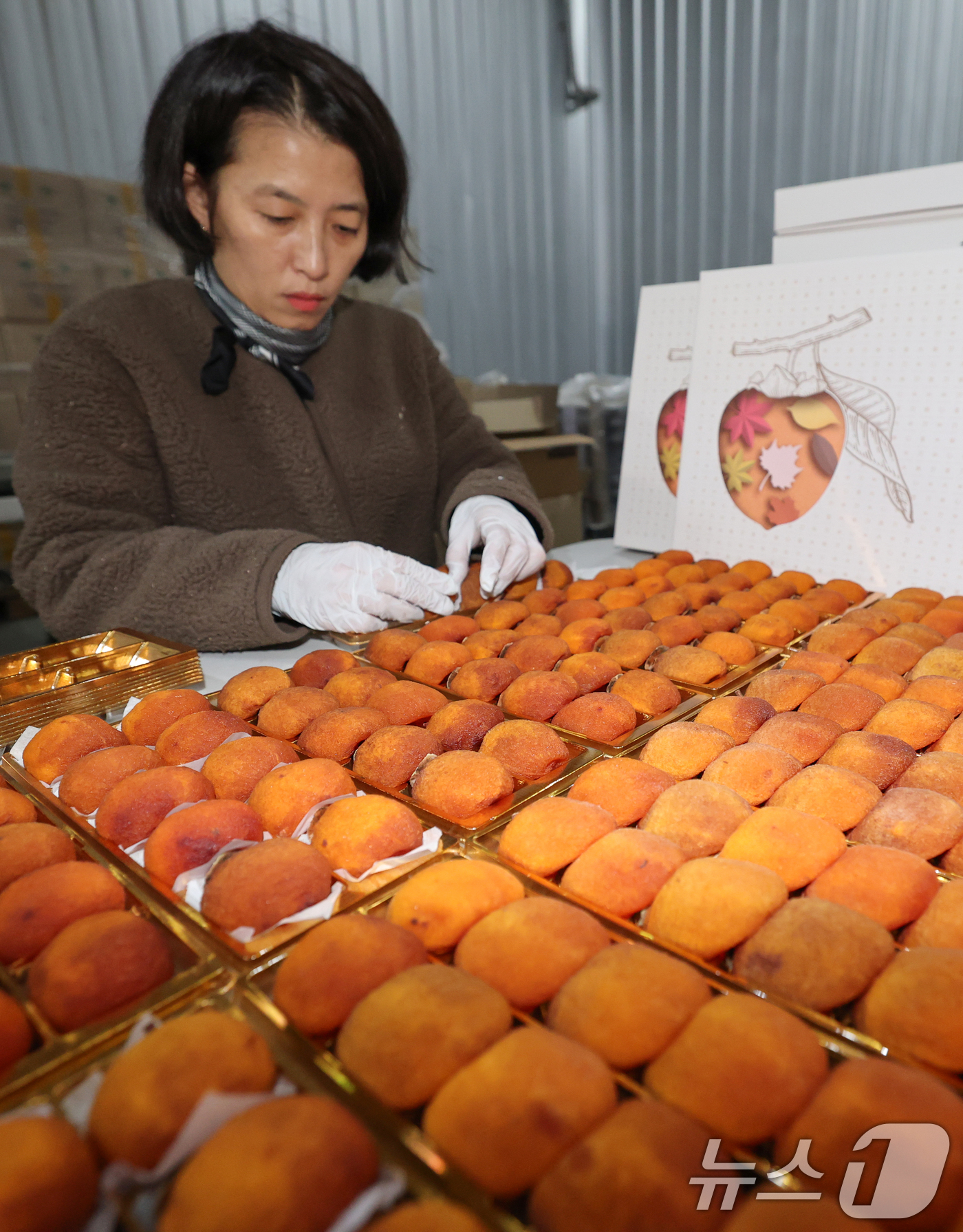 (논산=뉴스1) 김기태 기자 = 양촌곶감축제를 앞두고 10일 충남 논산 양촌면 윤가농원 곶감덕장에서 김승옥 양촌꼬깜 대표가 곶감을 포장하고 있다.양촌곶감축제는 오는 12~14일 충 …