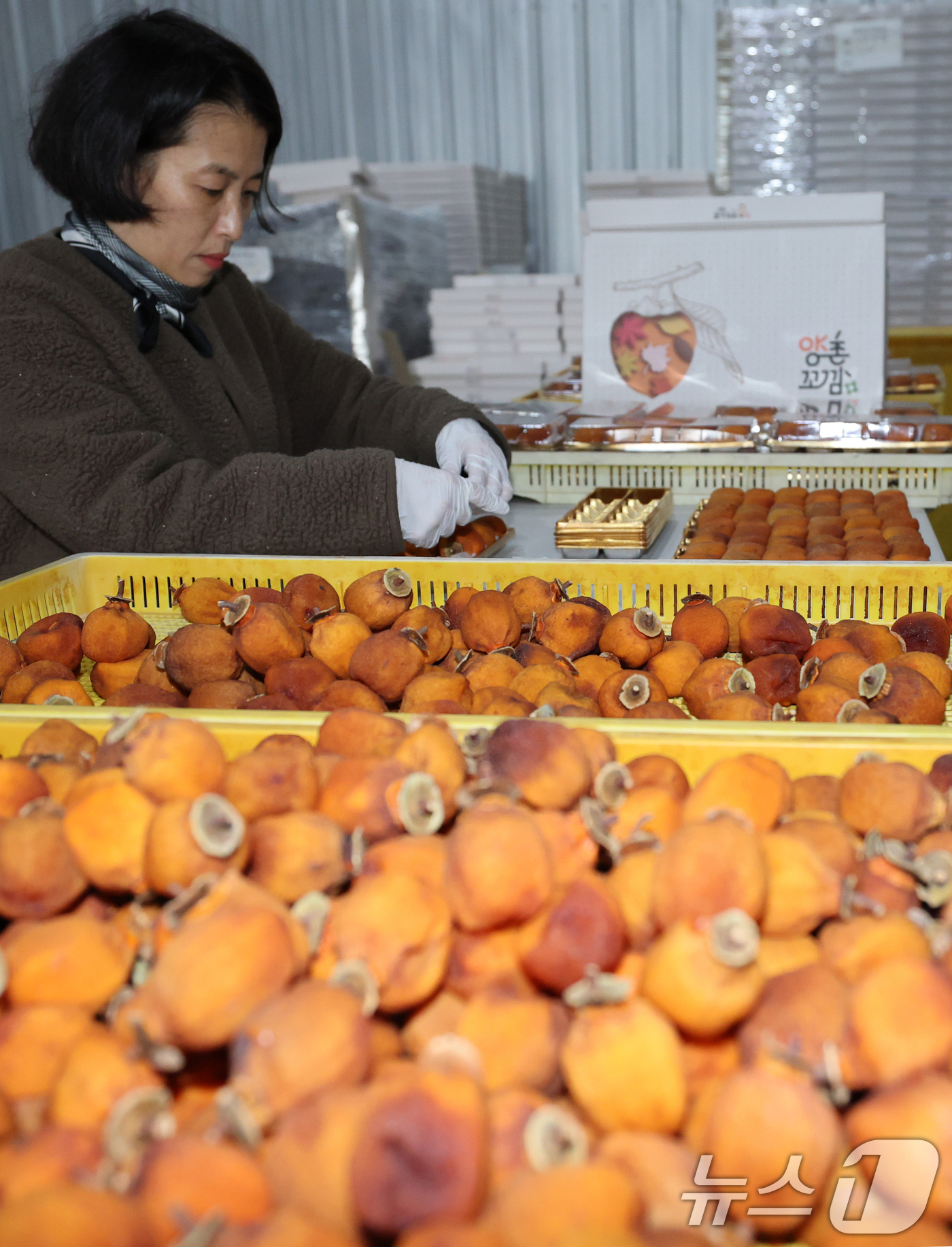 (논산=뉴스1) 김기태 기자 = 양촌곶감축제를 앞두고 10일 충남 논산 양촌면 윤가농원 곶감덕장에서 김승옥 양촌꼬깜 대표가 곶감을 포장하고 있다.양촌곶감축제는 오는 12~14일 충 …