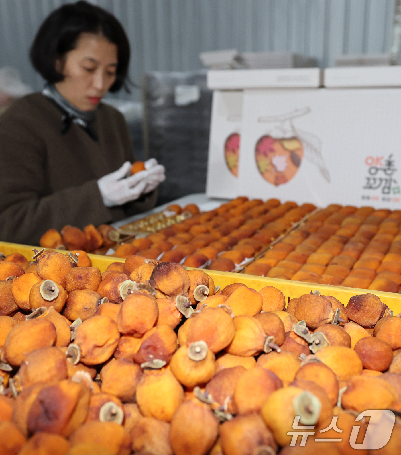 (논산=뉴스1) 김기태 기자 = 양촌곶감축제를 앞두고 10일 충남 논산 양촌면 윤가농원 곶감덕장에서 김승옥 양촌꼬깜 대표가 곶감을 포장하고 있다.양촌곶감축제는 오는 12~14일 충 …