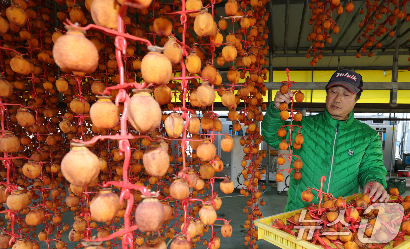 (논산=뉴스1) 김기태 기자 = 양촌곶감축제를 앞두고 10일 충남 논산 양촌면 윤가농원 곶감덕장에서 윤권중 대표가 곶감을 수확하고 있다.양촌곶감축제는 오는 12~14일 충남 논산시 …