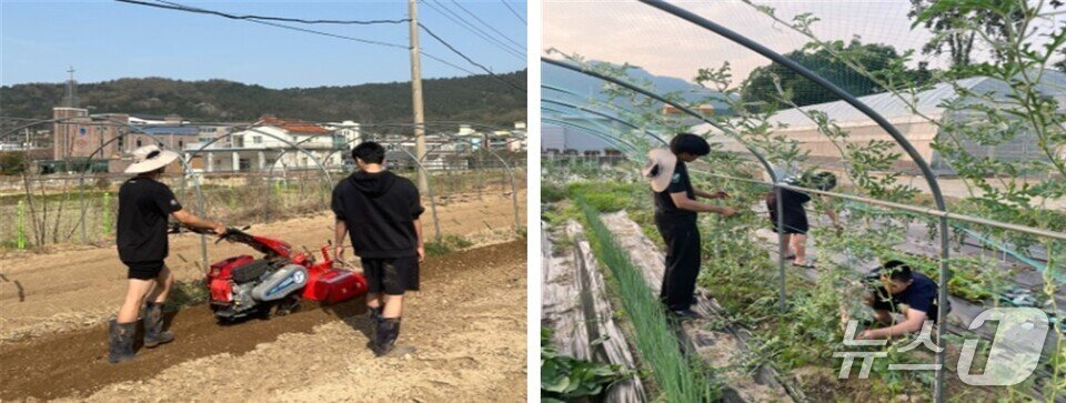 본문 이미지 - 교내 4-H포 경운작업&#40;왼쪽&#41;과 수박 유인작업&#40;전남도교육청 제공, 재판매 및 DB 금지&#41;/뉴스1 