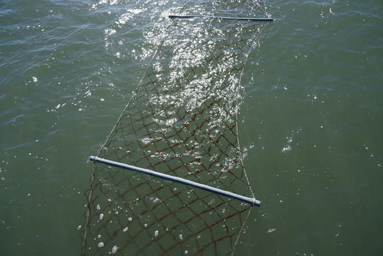 서천 물김, 황백화 현상 우려 딛고 정상 출하…"품질 예년 수준"