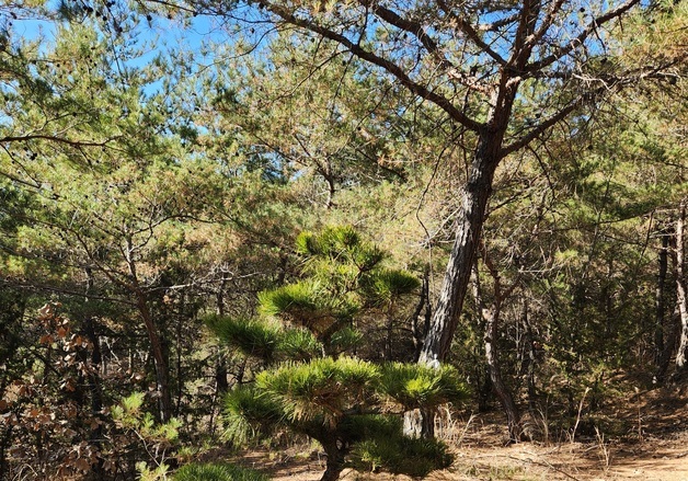 '국가유산에 기념식수' 그 많은 게 다 불법…난감한 국가유산청