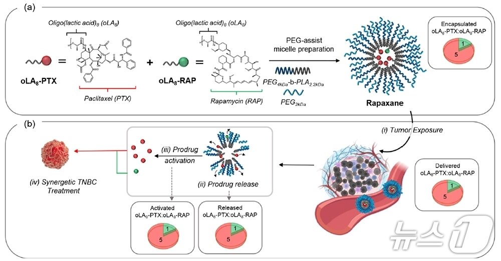 본문 이미지 - 나노약물 ‘라팍산&#40;Rapaxane&#41;’연구 모식도.&#40;단국대 제공&#41;
