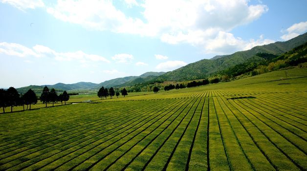 "말차 열풍에 '보성녹차' 다시 부흥"…올해 수매 전량 판매