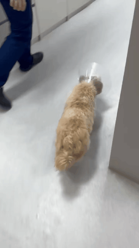 본문 이미지 - 십자인대 파열로 왼쪽 뒷다리에 힘을 싣지 못하는 파행 증상을 보이는 라떼&#40;N동물의료센터 강북점 제공&#41; ⓒ 뉴스1