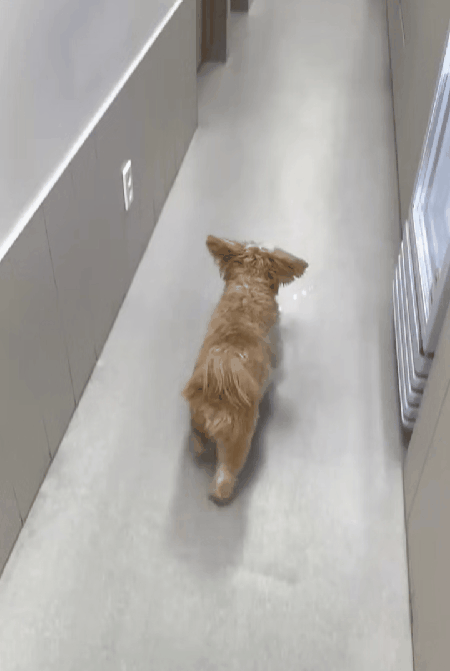 본문 이미지 - 수술 열흘 만에 정상적으로 보행하는 라떼&#40;N동물의료센터 강북점 제공&#41; ⓒ 뉴스1