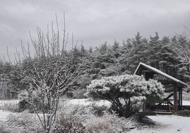 '양양 면옥치 11.8㎝' 강원 동해안·산지 많은 눈…대설특보 모두 해제