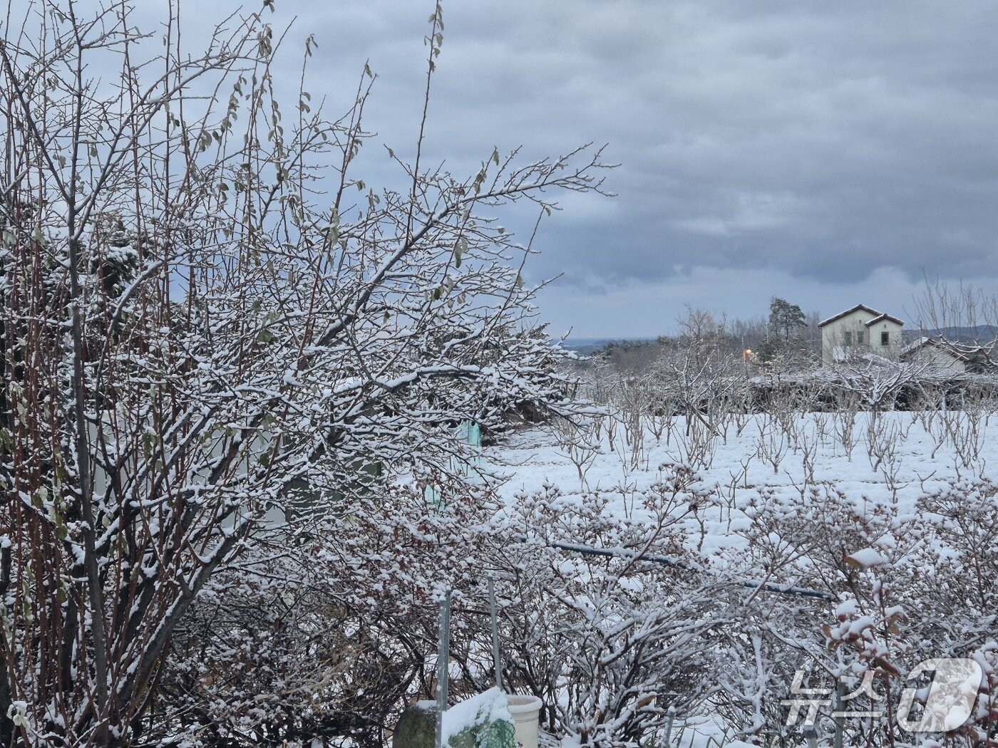본문 이미지 - 강원 동해안과 산지를 중심으로 많은 눈이 내린 12일 강릉시 구정면의 한 농가에 눈이 내려앉아 있다.2025.12.12/뉴스1 윤왕근 기자