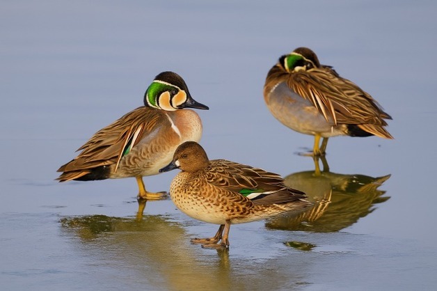 서천 조류생태전시관서 16일부터 '겨울 철새 사진전'